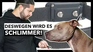 Leinenführigkeit mit E Halsband und Würger Trainieren