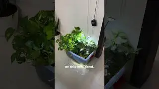 Zero Water Change Mini Pond💧🌱 #aquarium #fish #pond #pets