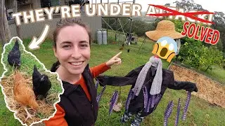 AERIAL PREDATORS ARE AFTER MY CHICKENS! [How I scare them off]