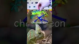 Learn Animal Names for Kids | Toy Unboxing | Monkey Chameleon Snow Leopard Capybara Bear