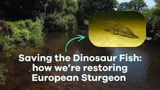 Restoring European Sturgeon - Rewilding The Sea