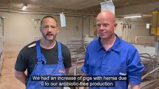 Positive Danish customer experience with Stalosan in a pig farm