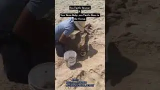 Sea Turtles Rescue #shortfeed #shortvideo #animalrescue #viralvideos @natgeoindia
