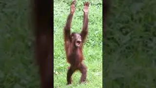 Monkey glow up