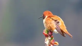Rufous Hummingbird