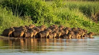Animal World Documentary | Wild Animals of Jungle Forest Safari 4K Ultra HD