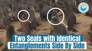 Two Seals With Identical Entanglements Side by Side