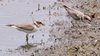 Juvenile Little Ringed Plovers Calls #birds #birdsounds