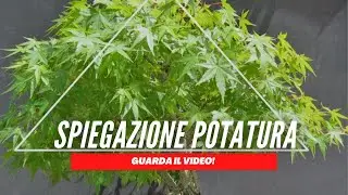 TI SPIEGO BENE COME POTARE GLI ACERI PALMATI
