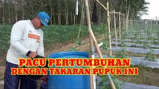 PEMUPUKAN GAMBAS KE 3