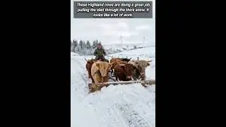 Beautiful Highland Cattle Working Hard To Clear Winter Paths
