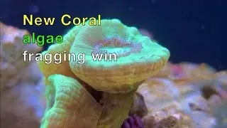 20g Cascade Reef ep. 7 - NEW candy cane coral, and Nepthea WIN!