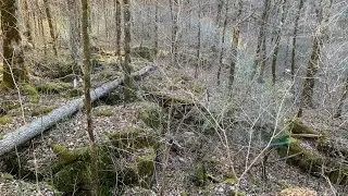 Public land squirrel hunting- 02/19/22   #squirrrelhunting                 #mountaincur