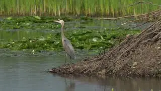A North American Great blue Heron finds a northern USA Beaver lodge a good place to stand on