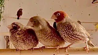 Red-headed Finch (Amadina erythrocephala) #finches #aviary #birds