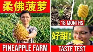 凤梨种植过程！黄梨旺旺旺！！！Pineapple Growing Process & Taste test straight from the Farm!🍍🍍🍍柔佛菠萝庄园~