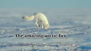 The amazing arctic fox