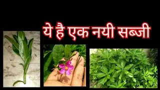 372:- Water Leaf / Talinum Fruticosum / Ceylon Spinach / Surinam Spinach / Surinam Purslane / पालक