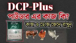 DCP plus powder ডিসিপি | গরুর দুধ বৃদ্ধি মুরগির ঠোকরা ঠুকরি প্রতিরোধে ও ক্যালসিয়ামের ঘাটতি পুরনে