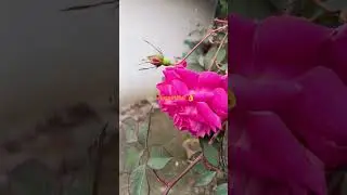 ये दिल तुम बिन लगता नहीं क्या करे #shortsviral  #viralvideo  #trendingvedio  #nature 👌❤️🥀🌹👍
