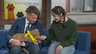 PAWS Chicago Pet of the Week: Coral