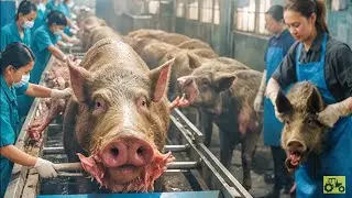 How German Pork Farmers Make Millions  - Million Dollar Pork Industry