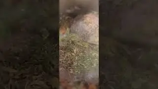 Delicious Instant Pot - Chicken Soup with Stinging Nettle and Lemon - Healthy and Nutritious