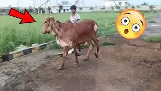 Ye Gir Heifer Kal Aajayengi Apne Ghar 😍 Batao kesi hai 😘