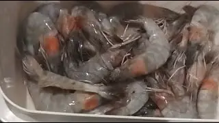 soft and satisfying:cleaning fresh shrimp#asmr#satisfying#soothingsound