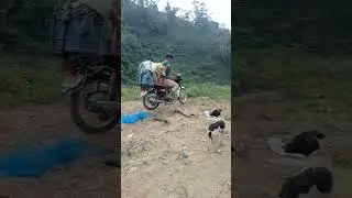 transporting cauliflower #shortvideo #transport #narrowway #province #philippines