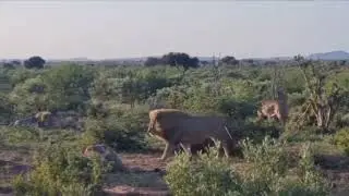 father son conflict Ma Xiwa  lion facces of aganish lion  | geography | wild animals