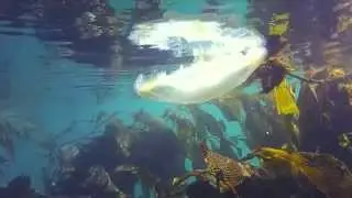 Scuba video taken with my new Looxcie 3 video cam