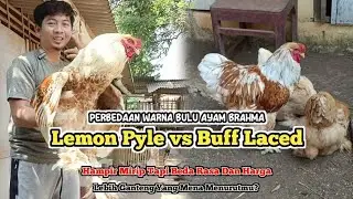 Perbedaan Ayam Brahma Lemon Pyle vs Buff Laced Brahma: Ciri-Ciri, Karakteristik, dan Kelebihannya!