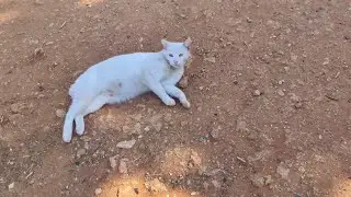 The poor white cat is afraid of people because her tail is cut off.
