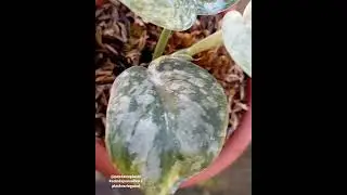 Scindapsus Pictus Silver Splash Variegated ( mutasi yellow marble )