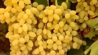 BALOCHISTAN | APPLE GARDENS | KHAD KOCHA VISIT | MASTUNG |