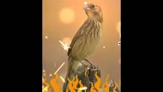 #naturezasurpreendente #funny #piadodefêmeadetiziu #piadodefêmea #tiziu  #aves #piadodefêmeatiziu