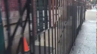 David Bowie fence art - Lower East NYC