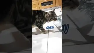 Petitou : chat qui tousse ?