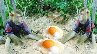 SokYaa Angry Very Horrible, Amazing Video Of Animals
