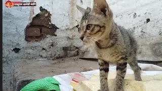अगर आपके घर में बिल्ली है तो थोड़ा सा सावधान रहें #catshorts #catlover