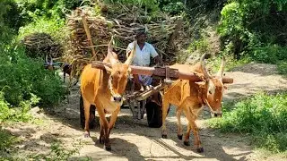 new Young's Bullock Cart Heavy load stuck in heavy load Sugarcane // Indian's jallikattu videos