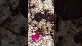 Leaf Cutter Ant Update