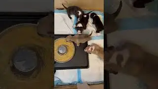 How i wein my american bully puppies off the mother (puppy mush) (4 weeks old)
