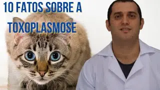10 coisas que você precisa saber sobre a toxoplasmose em gatos