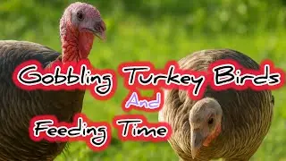 Gobbling Turkey Birds & Feeding Time | Live Bird  Reactions 🦃🐣 #viralvideo #youtubevideo #turkey