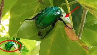 Green color ka/uru