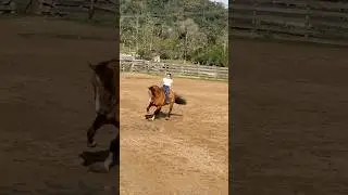 Maria Boiadeira quase perde a doma 😳😂😂 #cavalos #boiadeira #horse #youtube #memes #agro #fyp