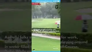 Dogs Splash at Golf Course While Delhi Drowns in Monsoon Chaos! 🐶🌧️ #DelhiRains #dogs #dogshorts