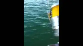 Rod bending drag screaming action Tampa Bay